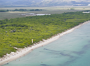 Platja de Muro - Es Comú