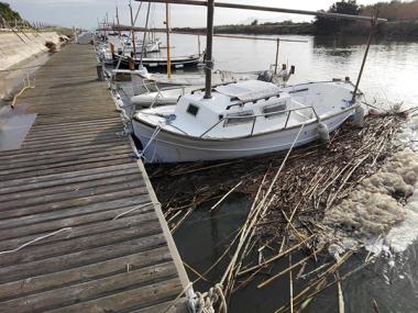 L’Ajuntament exigeix al Govern una actuació immediata per netejar la Platja de Muro
