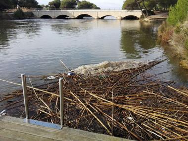 L’Ajuntament exigeix al Govern una actuació immediata per netejar la Platja de Muro