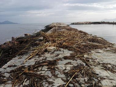 L’Ajuntament exigeix al Govern una actuació immediata per netejar la Platja de Muro