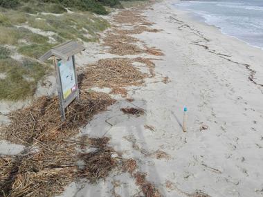 L’Ajuntament exigeix al Govern una actuació immediata per netejar la Platja de Muro