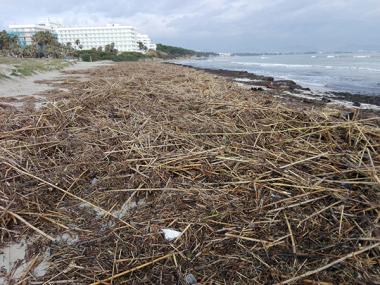L’Ajuntament exigeix al Govern una actuació immediata per netejar la Platja de Muro