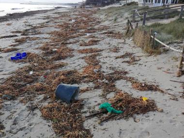L’Ajuntament exigeix al Govern una actuació immediata per netejar la Platja de Muro