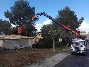 Processionària a Muro