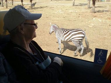 Els nostres majors de la Residència Reina Sofia van anar ahir d'excursió al Safari Zoo Sa Coma