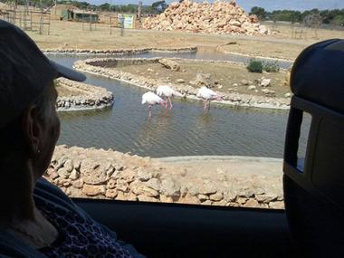 Els nostres majors de la Residència Reina Sofia van anar ahir d'excursió al Safari Zoo Sa Coma