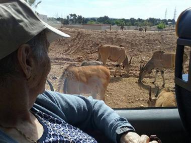 Els nostres majors de la Residència Reina Sofia van anar ahir d'excursió al Safari Zoo Sa Coma